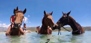 baignade-cargese
