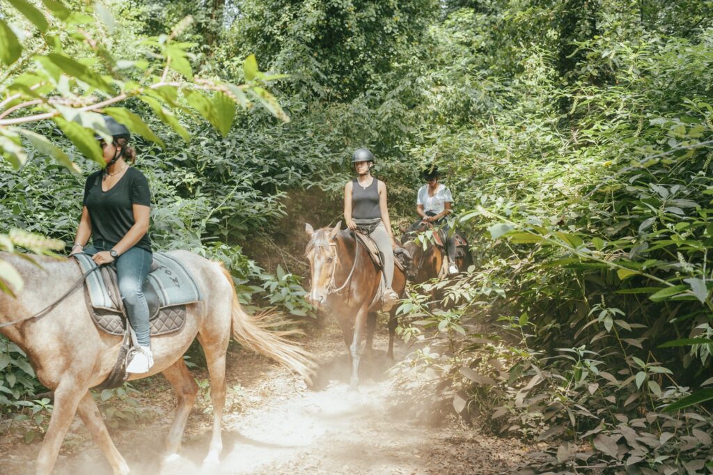 Cheval en forêt d’ormes – Balade Fraîcheur à Sagone