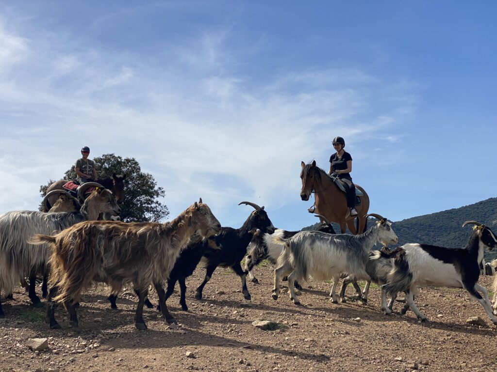 balade cheval journée aux abords de la bergerie