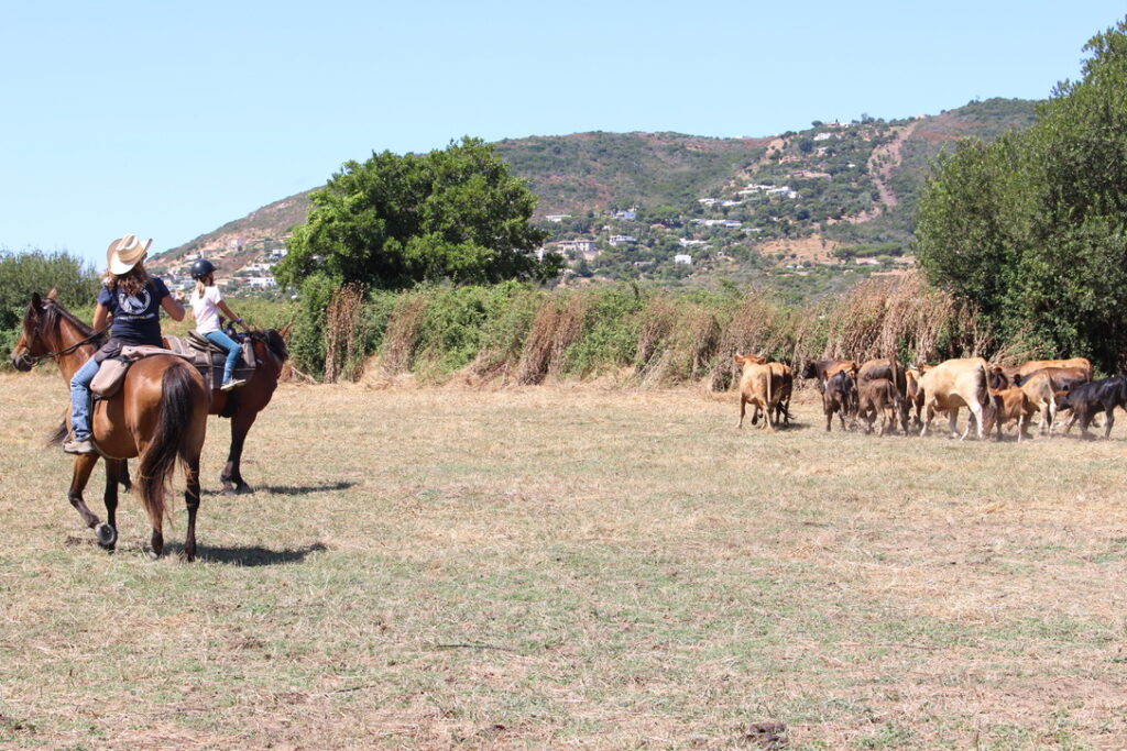Scène de tri de bétail au cœur de la ferme équestre du Ranch Corse à Sagone