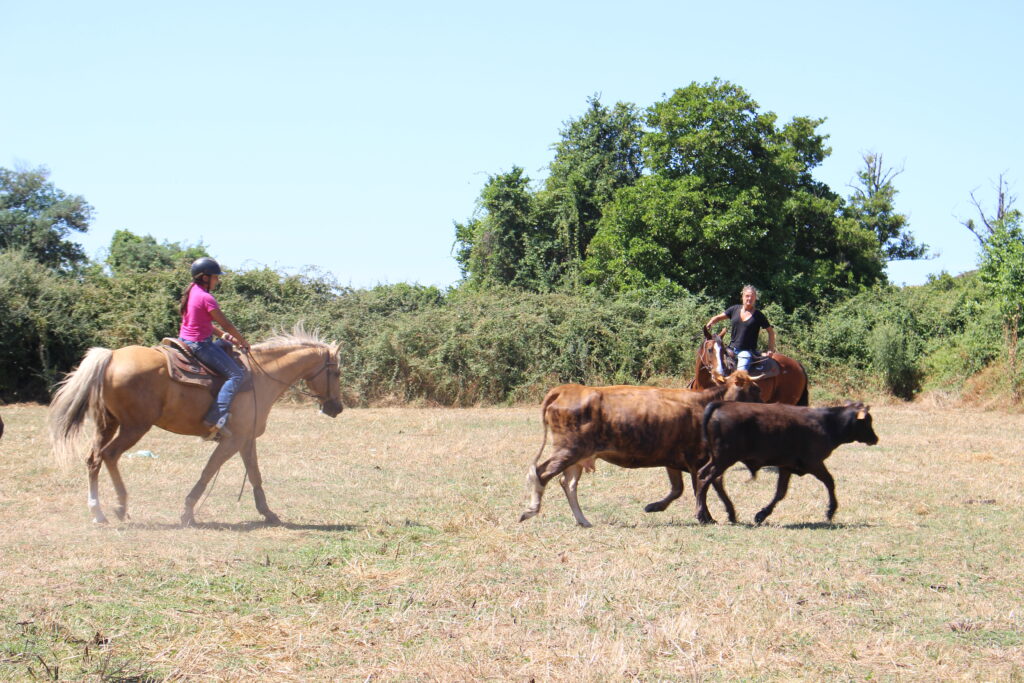 Cheval en selle western lors d’une activité de tri de bétail en plein air