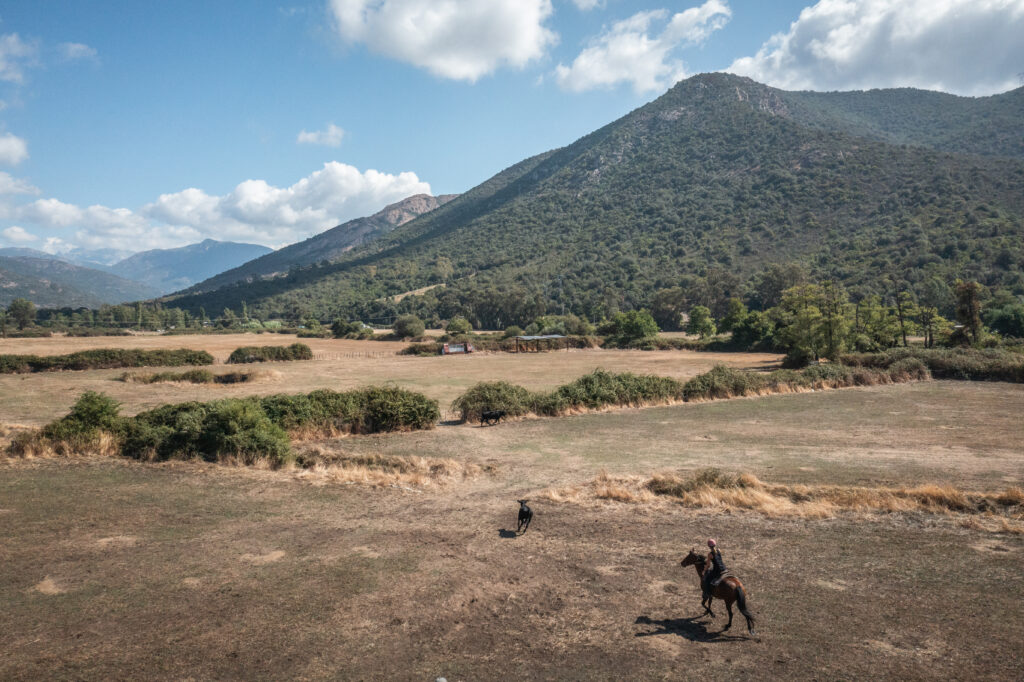 ranch corse et tri de bétail