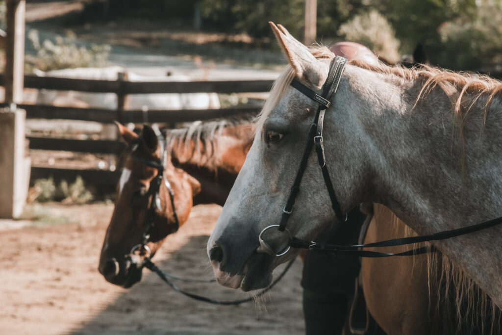 équitation western