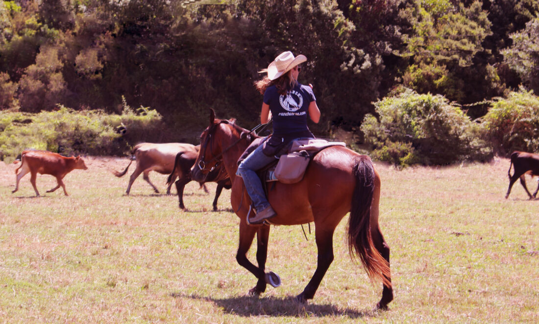 Floriane de Bermond pendant une session de tri de bétail au Ranch de Sagone en Corse