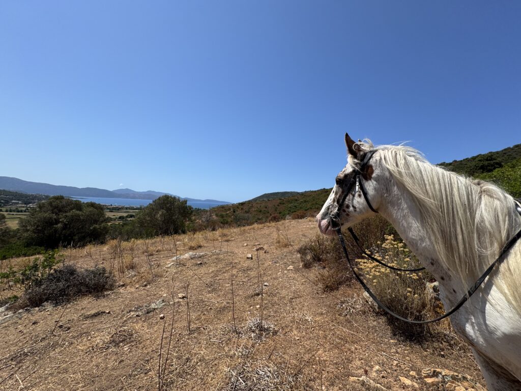 Balade à cheval de 2 heures dans le maquis corse au Ranch de Sagone